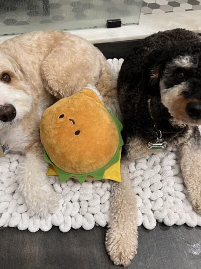 Strut Your Pup, LLC - Guttenberg, NJ