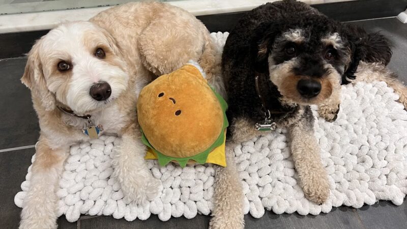Strut Your Pup, LLC - Guttenberg, NJ