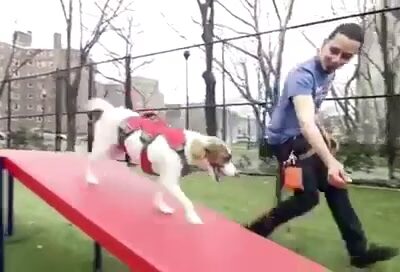 Strut Your Pup, LLC - Guttenberg, NJ