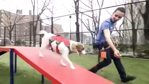 Strut Your Pup, LLC - Guttenberg, NJ