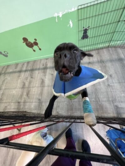 Strut Your Pup, LLC - Guttenberg, NJ