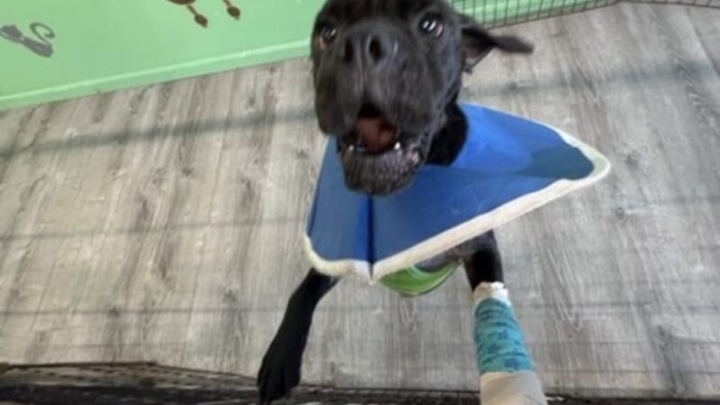 Strut Your Pup, LLC - Guttenberg, NJ