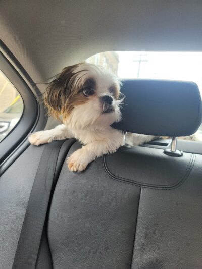 Strut Your Pup, LLC - Guttenberg, NJ