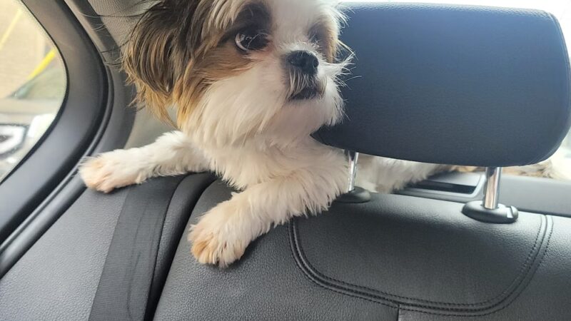 Strut Your Pup, LLC - Guttenberg, NJ