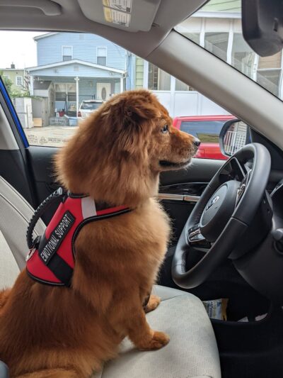 Strut Your Pup, LLC - Guttenberg, NJ