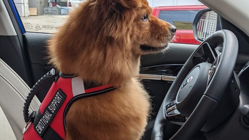 Strut Your Pup, LLC - Guttenberg, NJ