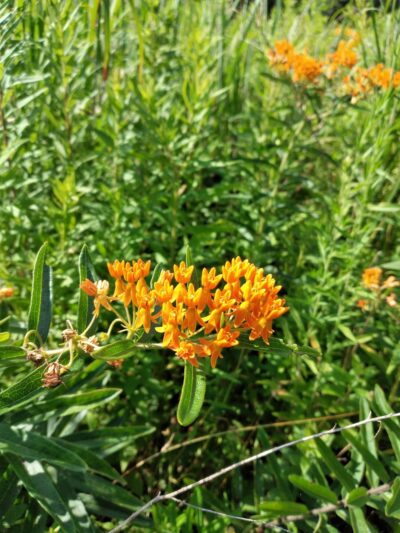 Deer Run Trail - Guys Mills, PA