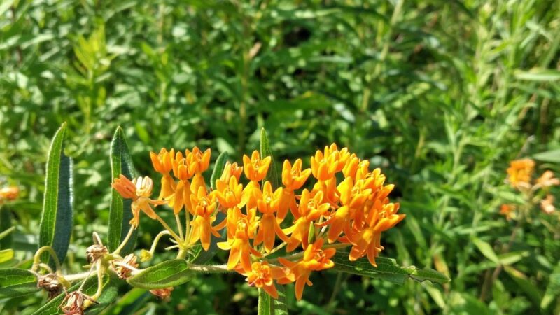 Deer Run Trail - Guys Mills, PA