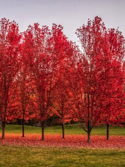 Deerfield Park - Hailey, ID