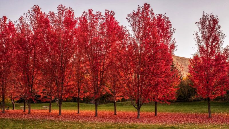 Deerfield Park - Hailey, ID