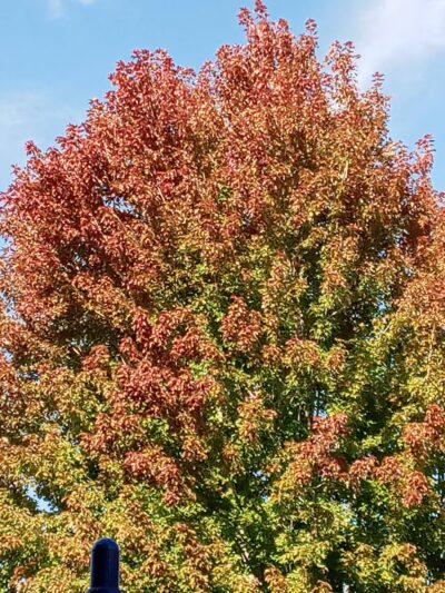 Deerfield Park - Hailey, ID