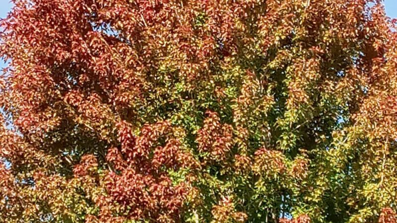 Deerfield Park - Hailey, ID