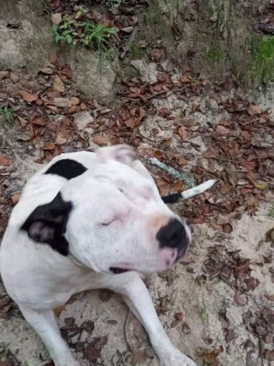 5751 County Road 48 - Haleyville, AL