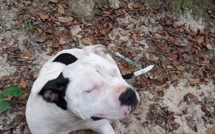 5751 County Road 48 - Haleyville, AL