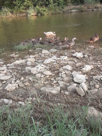 Little Fossil Park - Haltom City, TX