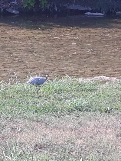 Little Fossil Park - Haltom City, TX