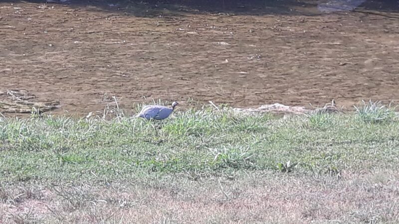 Little Fossil Park - Haltom City, TX