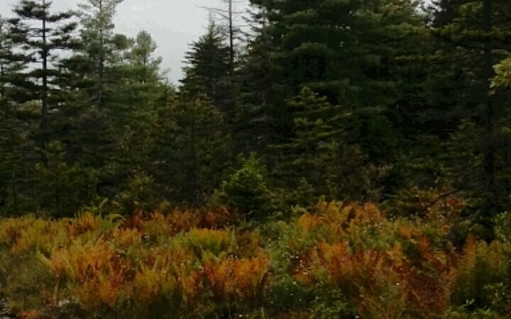 Hambleton Town Park - Hambleton, WV
