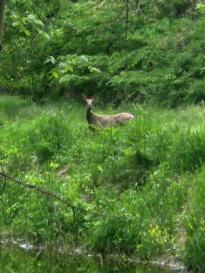 Fish Creek Trail - Hamilton, IN