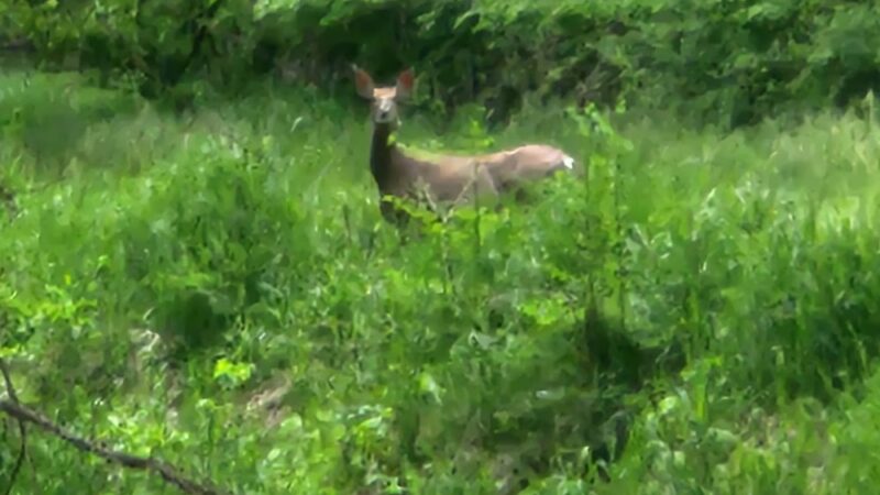 Fish Creek Trail - Hamilton, IN