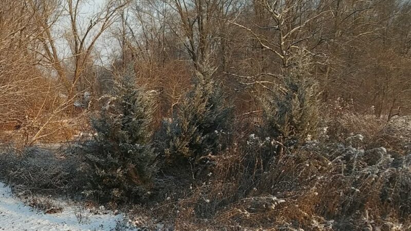 Snell & Wilkus Memorial park - Hamilton Township, NJ