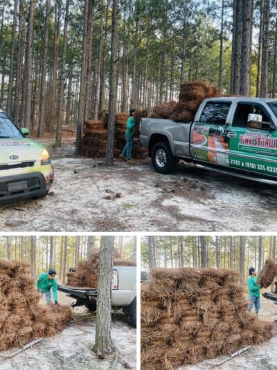 Sánchez Pinestraw LLC - Hamlet, NC