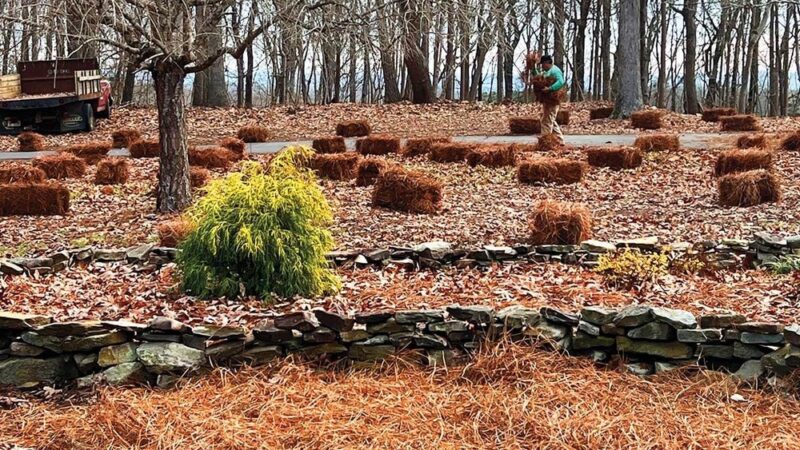 Sánchez Pinestraw LLC - Hamlet, NC