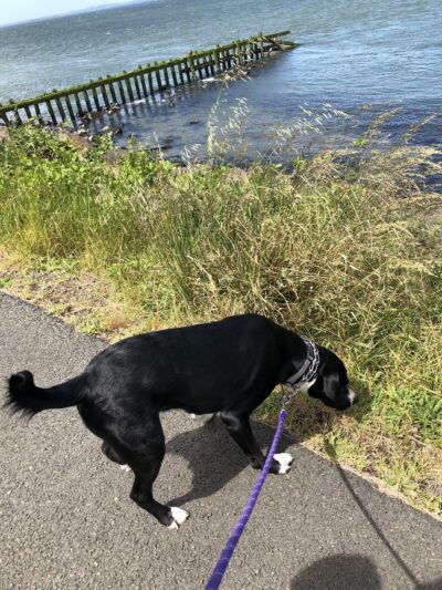 Warrenton Dog Park - Hammond, OR