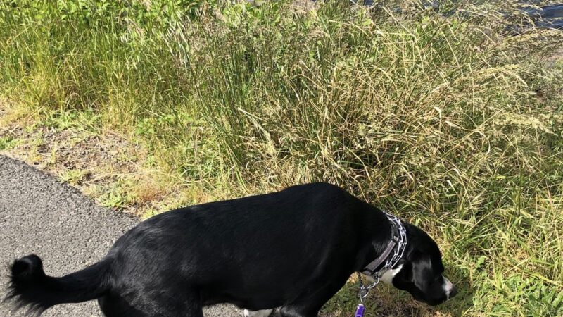 Warrenton Dog Park - Hammond, OR