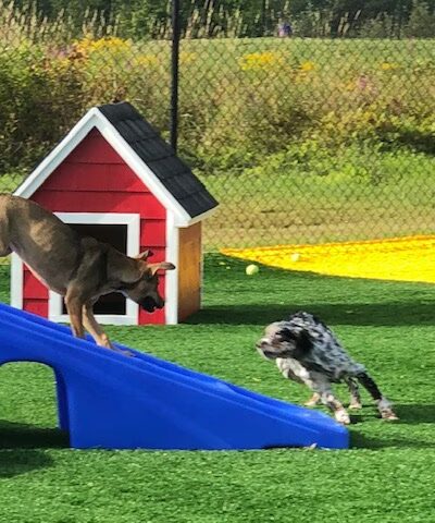 Zucco's Dog House - Hampden, ME