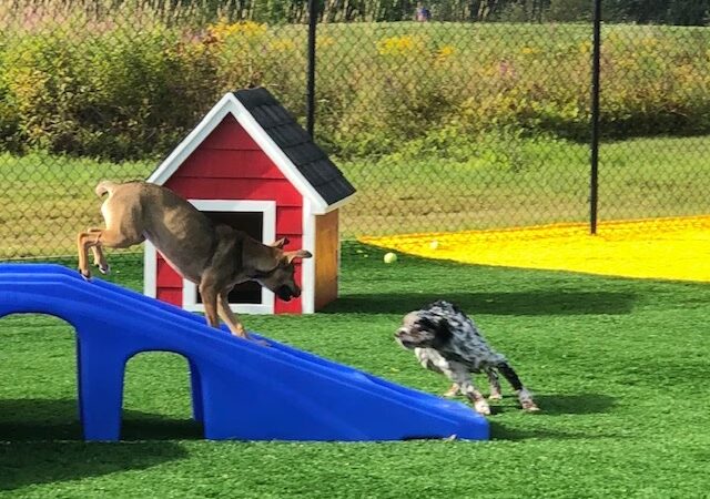 Zucco's Dog House - Hampden, ME
