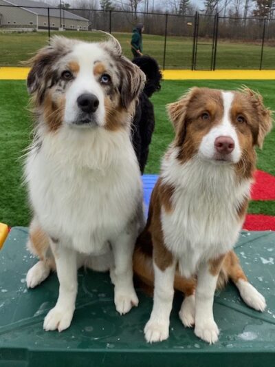 Zucco's Dog House - Hampden, ME