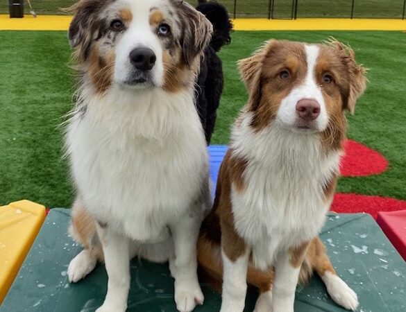 Zucco's Dog House - Hampden, ME