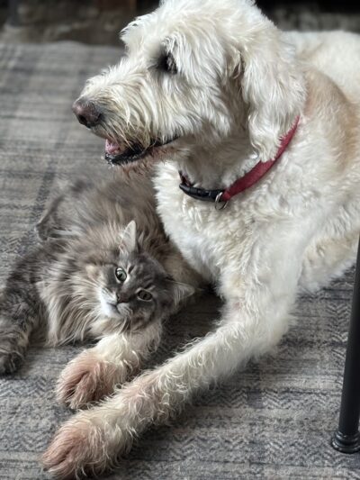 Zucco's Dog House - Hampden, ME