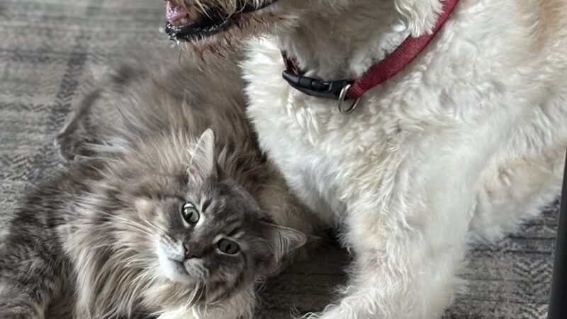 Zucco's Dog House - Hampden, ME