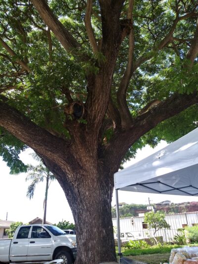 Hanapepe Town Park - Hanapepe, HI