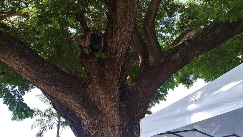 Hanapepe Town Park - Hanapepe, HI