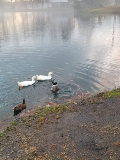 Veterans Memorial Park - Hanceville, AL