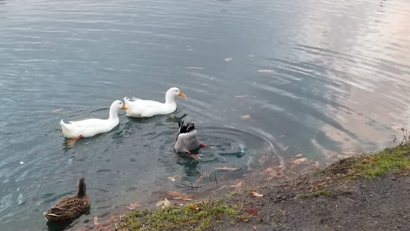 Veterans Memorial Park - Hanceville, AL