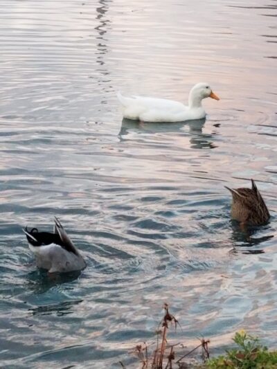 Veterans Memorial Park - Hanceville, AL