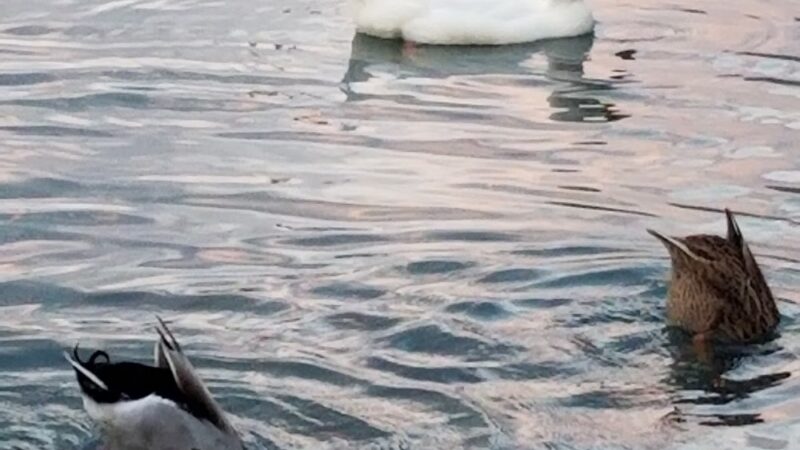 Veterans Memorial Park - Hanceville, AL