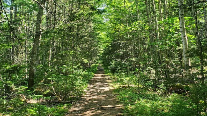 Old Pond Railway Trail - Hancock, ME