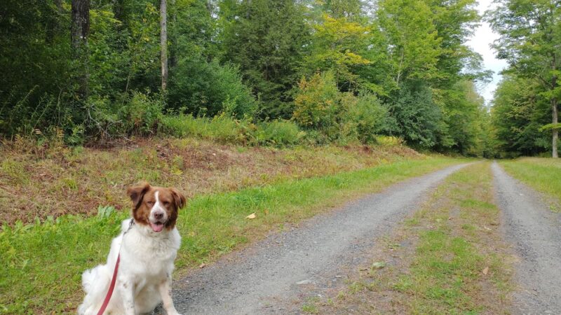 Trescott Water Company Lands - Trescott Rd Trailhead - Hanover, NH