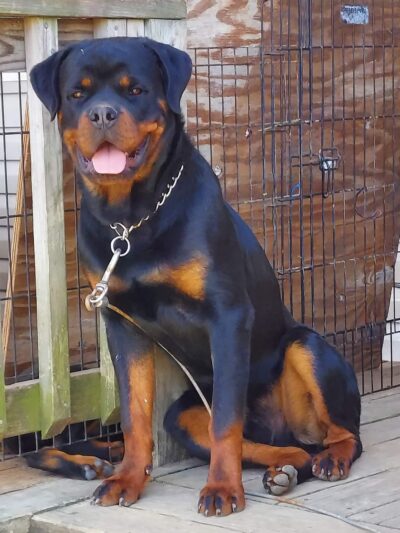 H.S.J KENNELS - Hardinsburg, KY