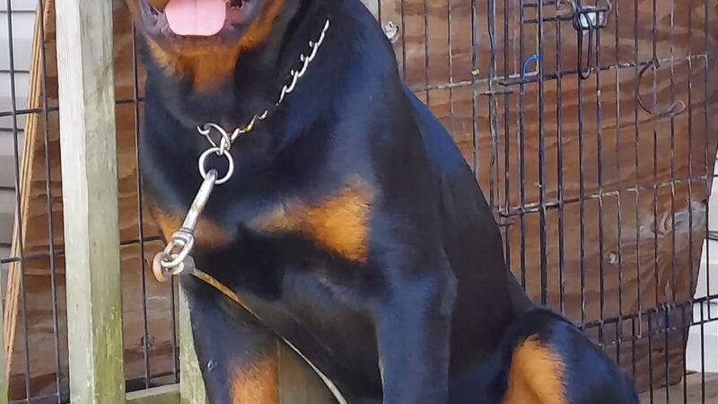 H.S.J KENNELS - Hardinsburg, KY