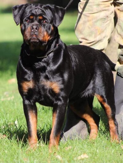 H.S.J KENNELS - Hardinsburg, KY