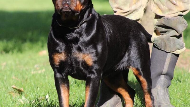 H.S.J KENNELS - Hardinsburg, KY