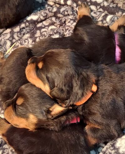 H.S.J KENNELS - Hardinsburg, KY