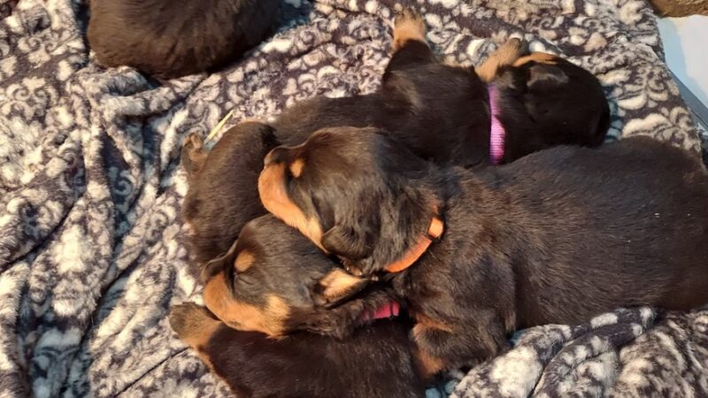 H.S.J KENNELS - Hardinsburg, KY