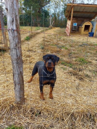 H.S.J KENNELS - Hardinsburg, KY